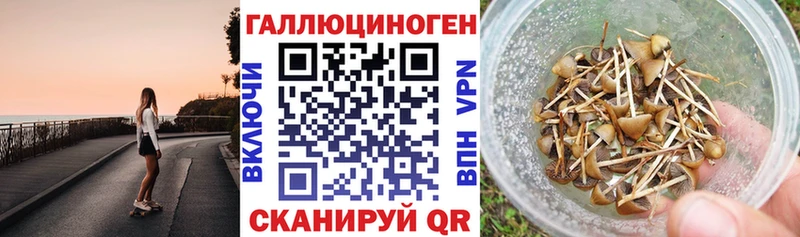 дарк нет состав  Берёзовка  Псилоцибиновые грибы GOLDEN TEACHER  даркнет сайт 